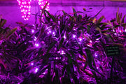 purple christmas lights