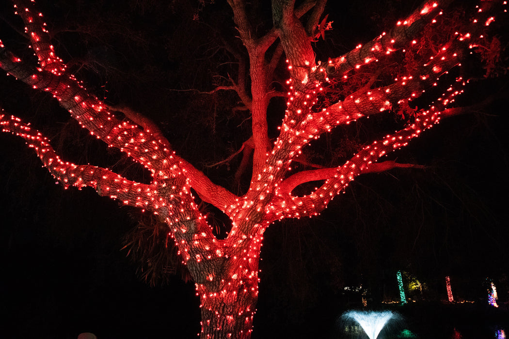 Red LED Christmas lights in a tree