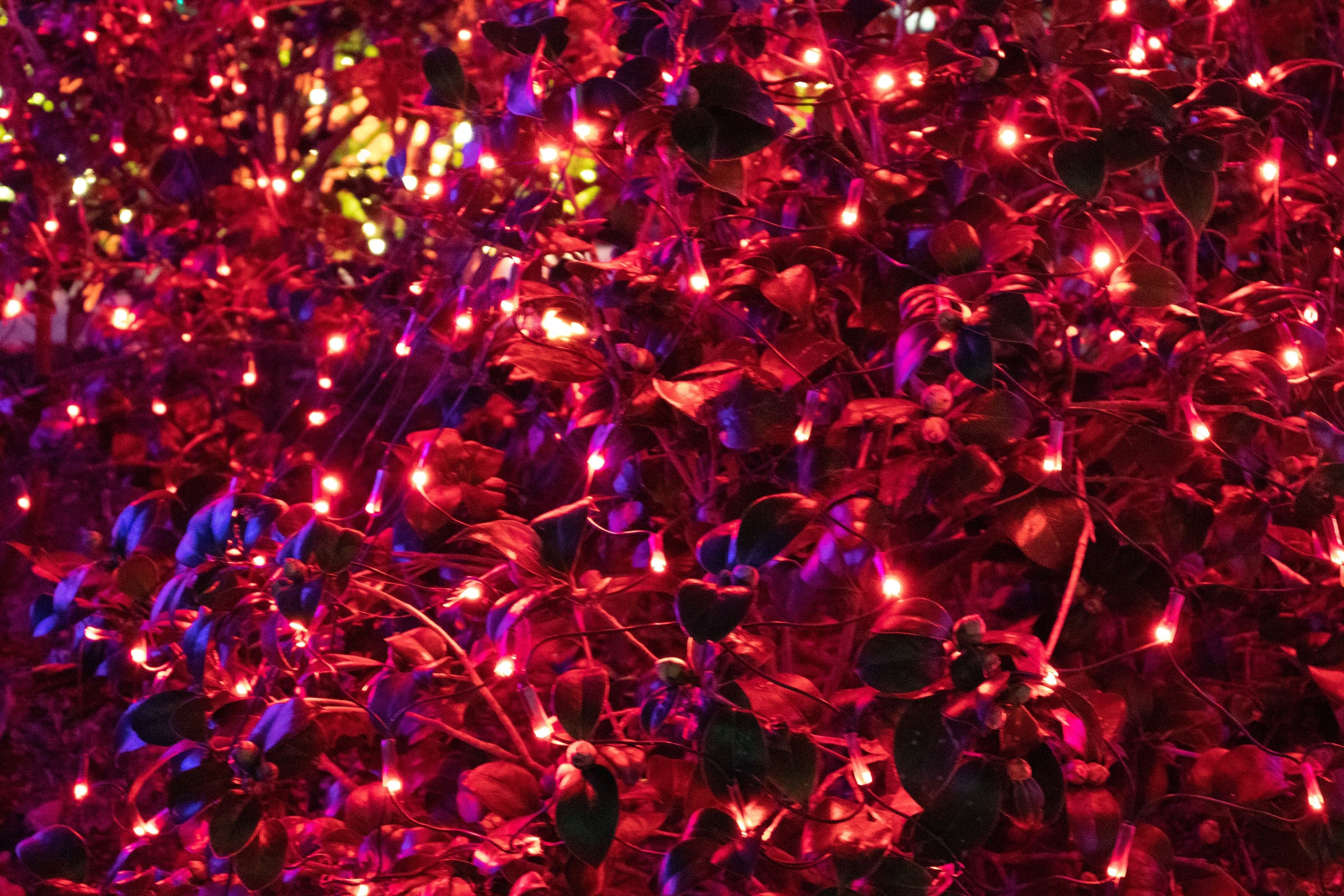 Red LED Net Lights for bushes — The LED Warehouse