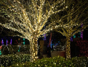 5mm warm white lights on tree branches